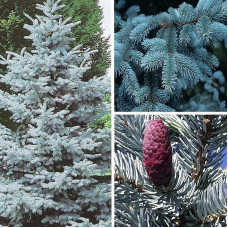 Ялина колюча Хупсі | Picea pungens Hoopsii | Ель колючая Хупси