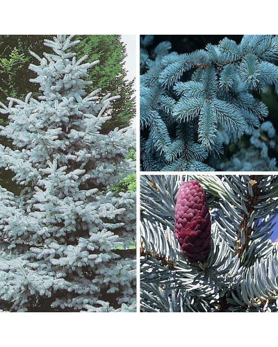 Ялина колюча Хупсі | Picea pungens Hoopsii | Ель колючая Хупси