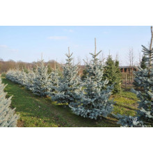 Ялина колюча Хупсі | Picea pungens Hoopsii | Ель колючая Хупси