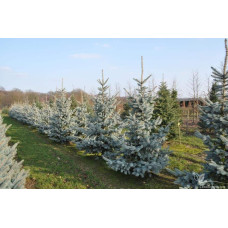 Ялина колюча Хупсі | Picea pungens Hoopsii | Ель колючая Хупси