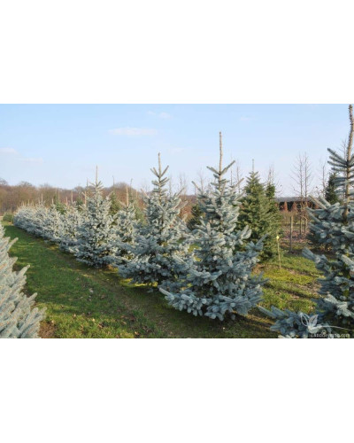 Ялина колюча Хупсі | Picea pungens Hoopsii | Ель колючая Хупси
