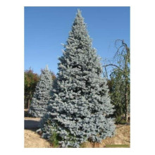 Ялина колюча Хупсі | Picea pungens Hoopsii | Ель колючая Хупси