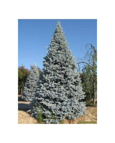 Ялина колюча Хупсі | Picea pungens Hoopsii | Ель колючая Хупси