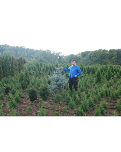 Ялина колюча Хупсі | Picea pungens Hoopsii | Ель колючая Хупси