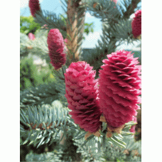 Ялина колюча Хупсі | Picea pungens Hoopsii | Ель колючая Хупси