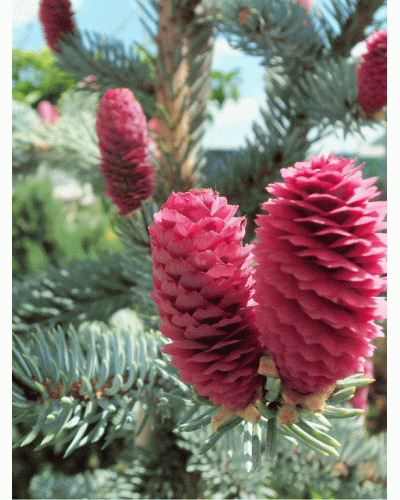 Ялина колюча Хупсі | Picea pungens Hoopsii | Ель колючая Хупси