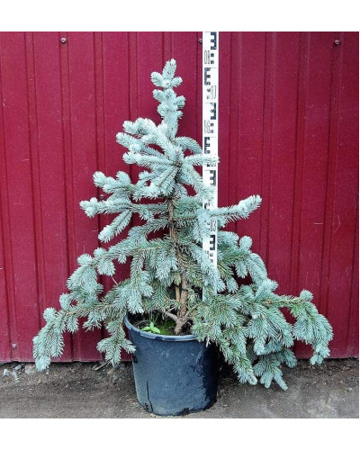 Ялина колюча Хупсі | Picea pungens Hoopsii | Ель колючая Хупси