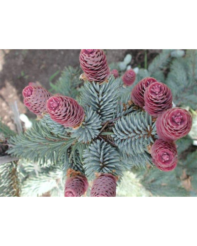 Ялина колюча Хупсі | Picea pungens Hoopsii | Ель колючая Хупси