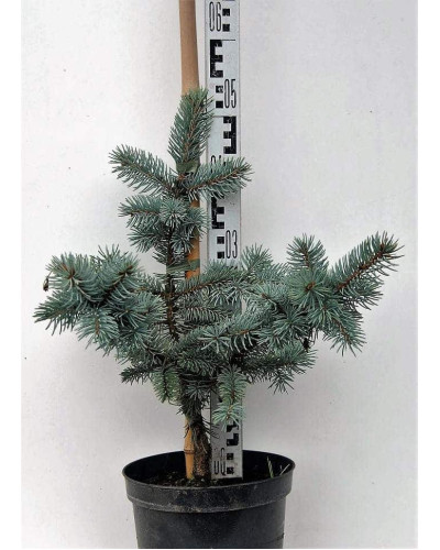 Ялина колюча Хупсі | Picea pungens Hoopsii | Ель колючая Хупси