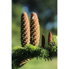 Ялиця Нордмана / кавказька | Abies nordmanniana | Пихта Нордмана / кавказская