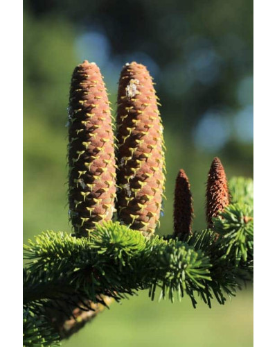 Ялиця Нордмана / кавказька | Abies nordmanniana | Пихта Нордмана / кавказская