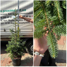 Ялиця Нордмана / кавказька | Abies nordmanniana | Пихта Нордмана / кавказская