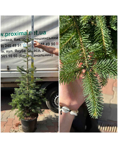 Ялиця Нордмана / кавказька | Abies nordmanniana | Пихта Нордмана / кавказская