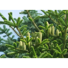 Ялиця Нордмана / кавказька | Abies nordmanniana | Пихта Нордмана / кавказская