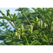 Ялиця Нордмана / кавказька | Abies nordmanniana | Пихта Нордмана / кавказская