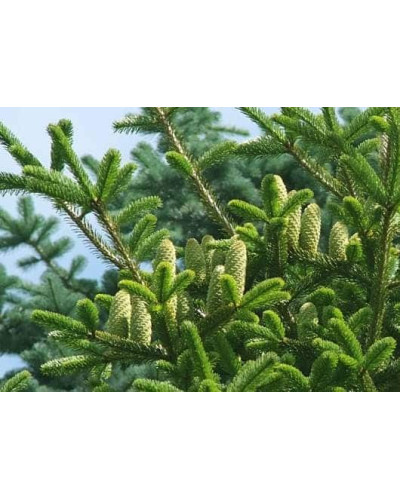 Ялиця Нордмана / кавказька | Abies nordmanniana | Пихта Нордмана / кавказская