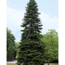 Ялиця Нордмана / кавказька | Abies nordmanniana | Пихта Нордмана / кавказская
