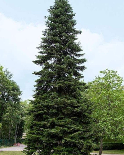 Ялиця Нордмана / кавказька | Abies nordmanniana | Пихта Нордмана / кавказская