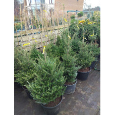 Ялиця Нордмана / кавказька | Abies nordmanniana | Пихта Нордмана / кавказская