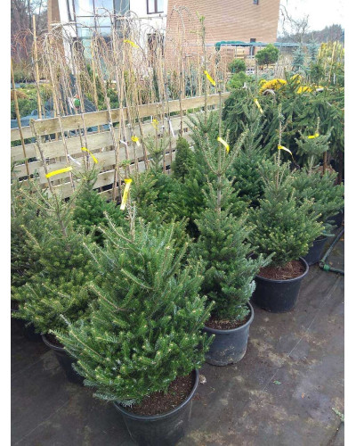 Ялиця Нордмана / кавказька | Abies nordmanniana | Пихта Нордмана / кавказская