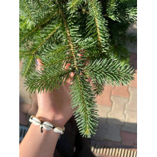 Ялиця Нордмана / кавказька | Abies nordmanniana | Пихта Нордмана / кавказская
