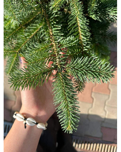 Ялиця Нордмана / кавказька | Abies nordmanniana | Пихта Нордмана / кавказская