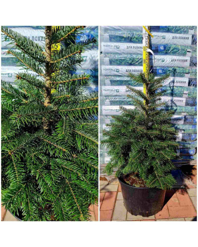 Ялиця Нордмана / кавказька | Abies nordmanniana | Пихта Нордмана / кавказская