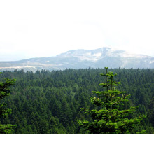 Ялиця Нордмана / кавказька | Abies nordmanniana | Пихта Нордмана / кавказская