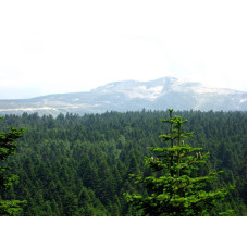 Ялиця Нордмана / кавказька | Abies nordmanniana | Пихта Нордмана / кавказская