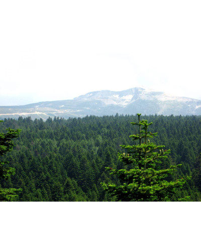 Ялиця Нордмана / кавказька | Abies nordmanniana | Пихта Нордмана / кавказская