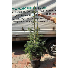 Ялиця Нордмана / кавказька | Abies nordmanniana | Пихта Нордмана / кавказская