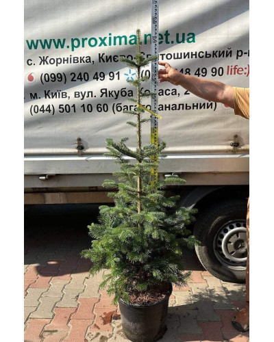 Ялиця Нордмана / кавказька | Abies nordmanniana | Пихта Нордмана / кавказская