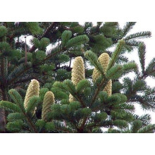 Ялиця Нордмана / кавказька | Abies nordmanniana | Пихта Нордмана / кавказская