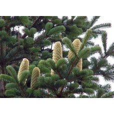 Ялиця Нордмана / кавказька | Abies nordmanniana | Пихта Нордмана / кавказская