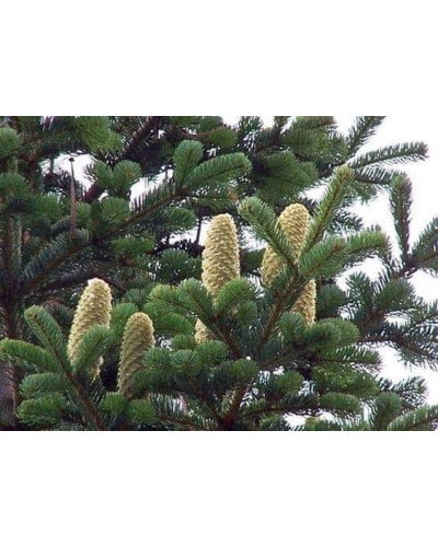 Ялиця Нордмана / кавказька | Abies nordmanniana | Пихта Нордмана / кавказская