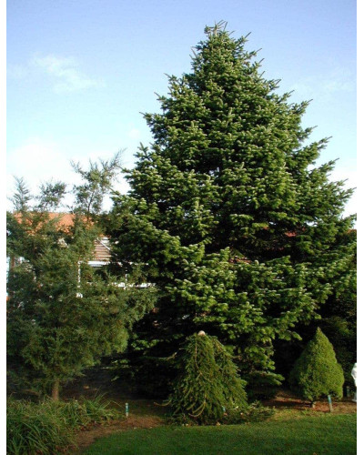 Ялиця Нордмана / кавказька | Abies nordmanniana | Пихта Нордмана / кавказская