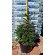 Ялиця Нордмана / кавказька | Abies nordmanniana | Пихта Нордмана / кавказская
