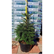 Ялиця Нордмана / кавказька | Abies nordmanniana | Пихта Нордмана / кавказская