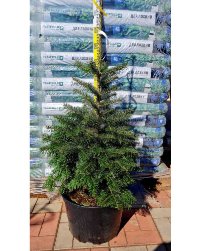 Ялиця Нордмана / кавказька | Abies nordmanniana | Пихта Нордмана / кавказская