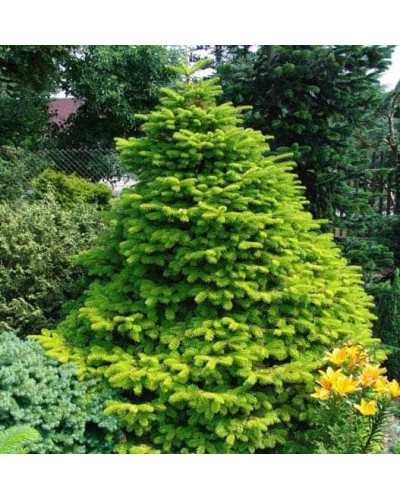 Ялиця Нордмана / кавказька | Abies nordmanniana | Пихта Нордмана / кавказская