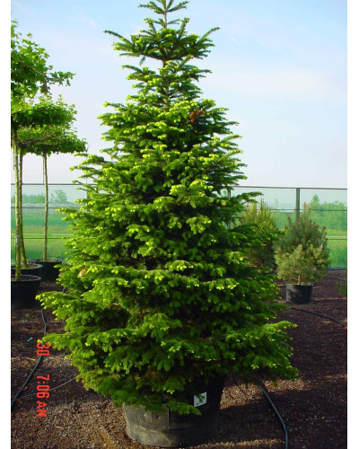Ялиця Нордмана / кавказька | Abies nordmanniana | Пихта Нордмана / кавказская