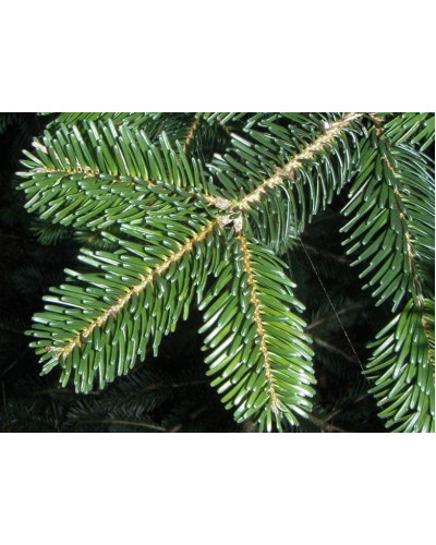 Ялиця Нордмана / кавказька | Abies nordmanniana | Пихта Нордмана / кавказская