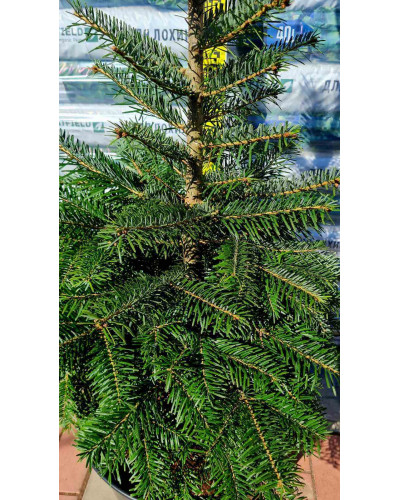 Ялиця Нордмана / кавказька | Abies nordmanniana | Пихта Нордмана / кавказская
