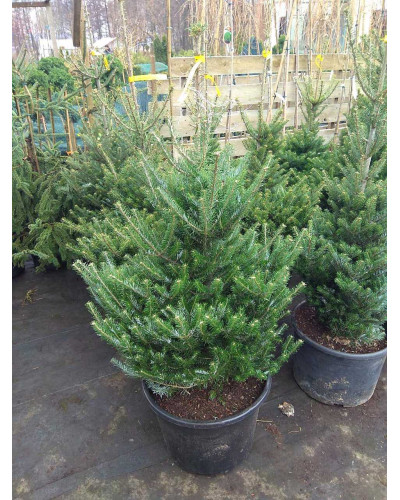 Ялиця Нордмана / кавказька | Abies nordmanniana | Пихта Нордмана / кавказская