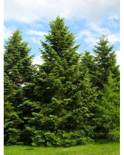 Ялиця Нордмана / кавказька | Abies nordmanniana | Пихта Нордмана / кавказская