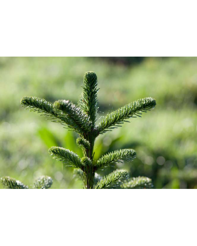 Ялиця Нордмана / кавказька | Abies nordmanniana | Пихта Нордмана / кавказская