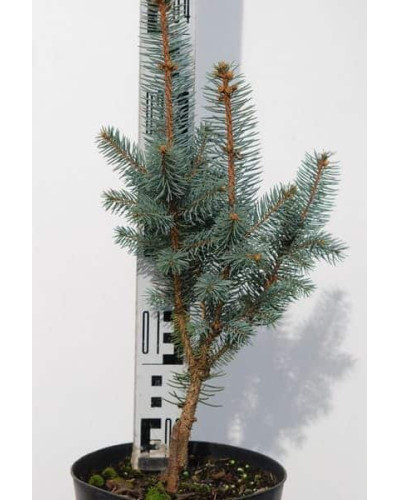 Ялина колюча Ізелі Фастiгiата | Picea pungens Iseli FastigiateЕль колючая Изели Фастигиата | Ель колючая Изели Фастигиата