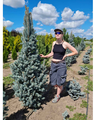 Ялина колюча Ізелі Фастiгiата | Picea pungens Iseli FastigiateЕль колючая Изели Фастигиата | Ель колючая Изели Фастигиата