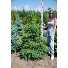 Ялина колюча зелена | Ель колючая зелёная | Picea pungens
