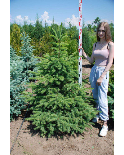 Ялина колюча зелена | Ель колючая зелёная | Picea pungens